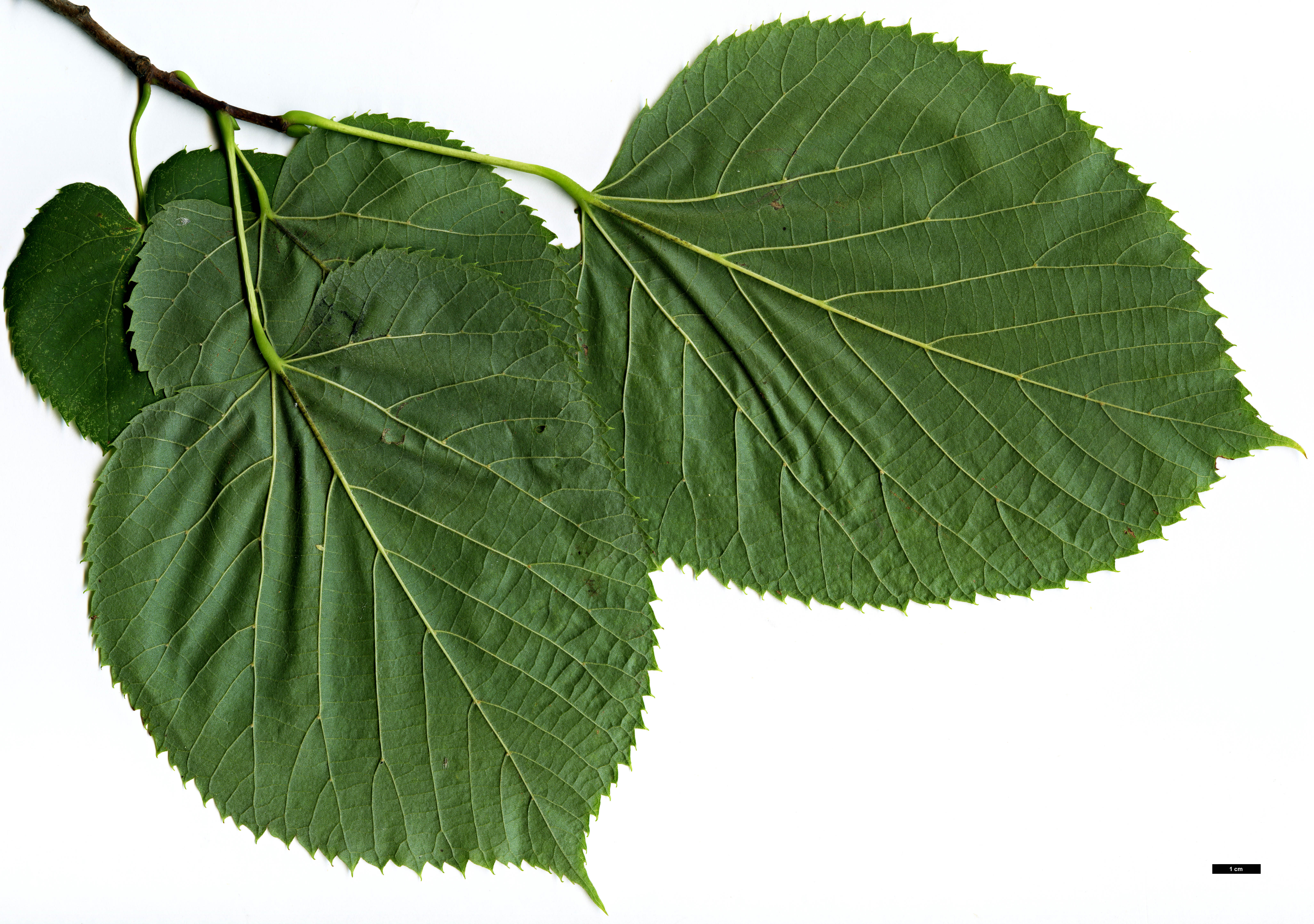 High resolution image: Family: Malvaceae - Genus: Tilia - Taxon: americana - SpeciesSub: var. neglecta